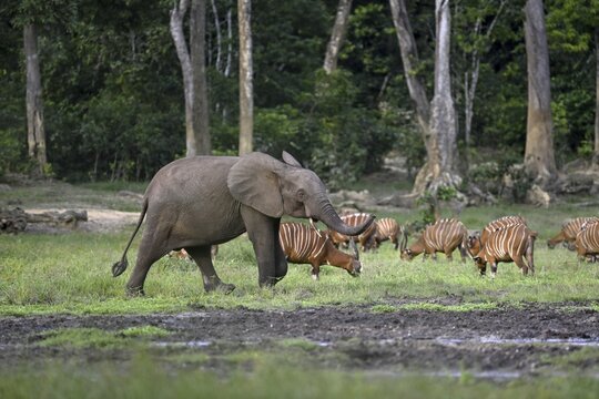 Forest elephant (Loxodonta cyclotis) and bongo antelope (Tragelaphus eurycerus) in the Dzanga Bai forest clearing, Dzanga-Ndoki National Park, Unesco World Heritage Site, Dzanga-Sangha Complex of Protected Areas (DSPAC), Sangha-Mba&eacute;r&eacute; Prefecture, Central African Republic