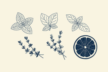 Hand drawn herbs and citrus slice set including mint leaves basil thyme and lemon lime vector art © Naurin Jahan