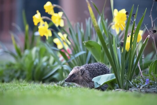 European hedgehog (Erinaceus europaeus) adult animal in a garden flower border in springtime, Suffolk, England, United Kingdom