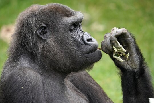 Lowland gorilla (Gorilla gorilla), animal portrait, captive, Germany