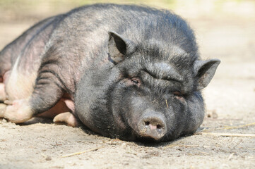 Unkempt pot-bellied pig lying in an open outdoor enclosure. A domestic pig resting in a rural animal keeping environment. © Caro