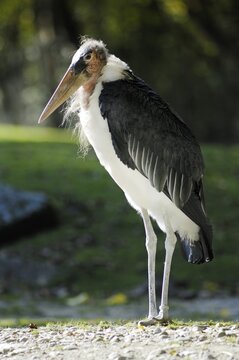Marabou Stork (Leptoptilos crumeniferus), Hellabrunn Zoo, Munich, Upper Bavaria, Bavaria, Germany, Europe