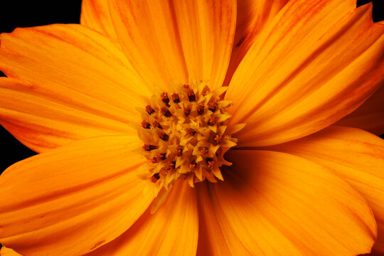 Sulfur Cosmos Flower