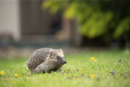 European hedgehog (Erinaceus europaeus) adult animal on a garden grass lawn in summer, England, United Kingdom