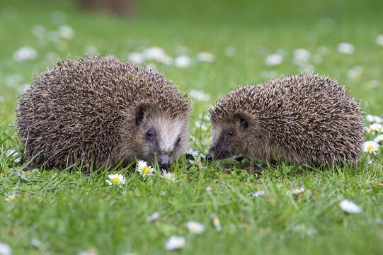 Cute hedgehog, brown-breasted hedgehog (Erinaceus europaeus) in the garden, Vechta, Lower Saxony, Germany
