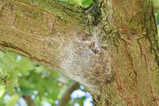 Oak processionary moth (Thaumetopoea processionea), web nest on tree trunk, North Rhine-Westphalia, Germany