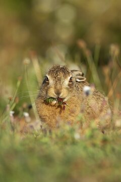 European brown hare (Lepus europaeus) juvenile leveret animal feeding amongst flowers in summer, England, United Kingdom