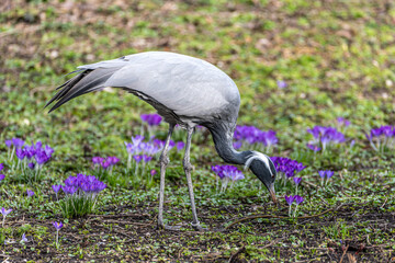 Obraz premium Demoiselle Crane, Anthropoides virgo are living in the bright green meadow during the day time