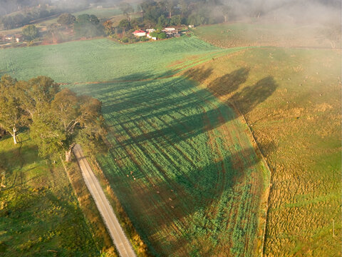 Long shadows from gumtrees across green farmland on a foggy morning