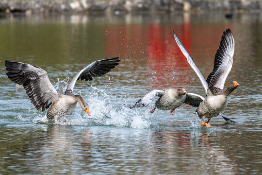 The greylag goose, Anser anser is a species of large goose