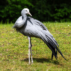 Fototapeta premium The Blue Crane, Grus paradisea, is an endangered bird