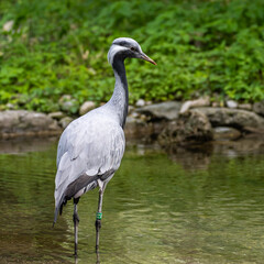 Fototapeta premium The Blue Crane, Grus paradisea, is an endangered bird