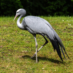 Fototapeta premium The Blue Crane, Grus paradisea, is an endangered bird