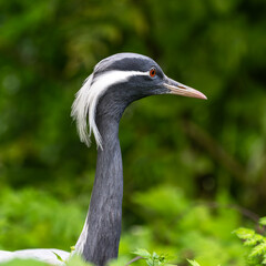 Fototapeta premium Demoiselle Crane, Anthropoides virgo are living in the bright green meadow during the day time