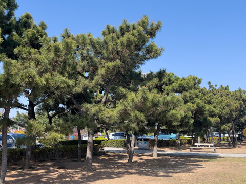Evergreen pine trees growing in a sunny urban park under a clear blue sky