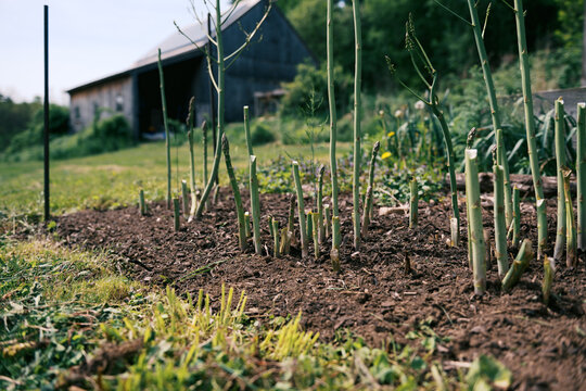 Green Asparagus growing on New England farm in spring