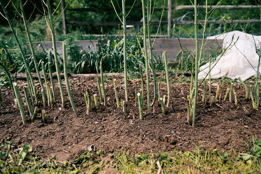 Green Asparagus growing on New England farm in spring