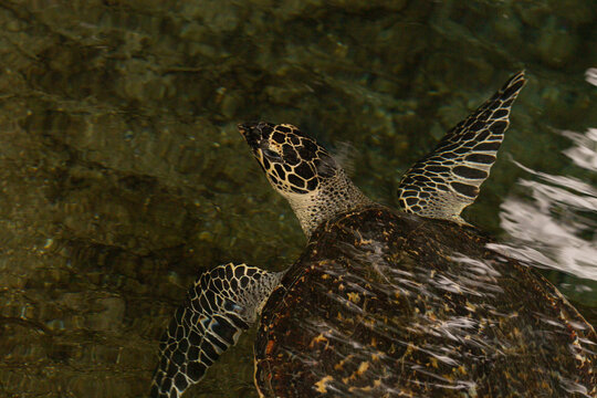 Turtle in water 