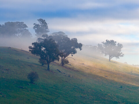 Breaking light on gum trees on a green hillside in morning fog