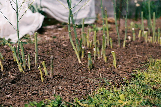 Green Asparagus growing on New England farm in spring
