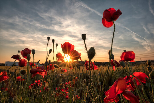 Sunset with poppies and wheat field