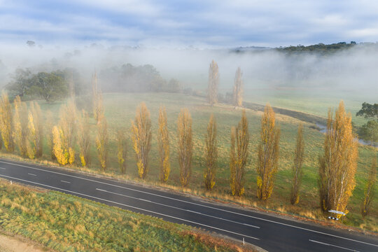 A row of poplar trees in fall coloring alongside a country road