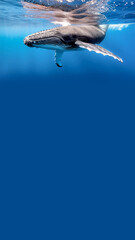 Buckelwal unter Wasser mit viel blauem Freiraum © Sina Ettmer