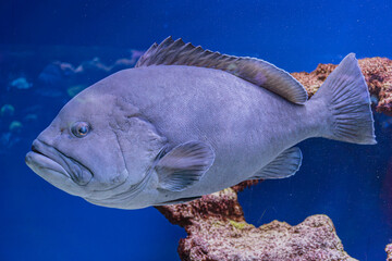 Large, dark-colored fish in an underwater tank setting, partially reflective surface, side profile view, diffused lighting, realistic style © Mister