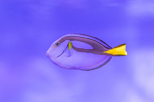 Underwater scene with blue fish swimming towards camera, purple background, bubbles, soft lighting, a