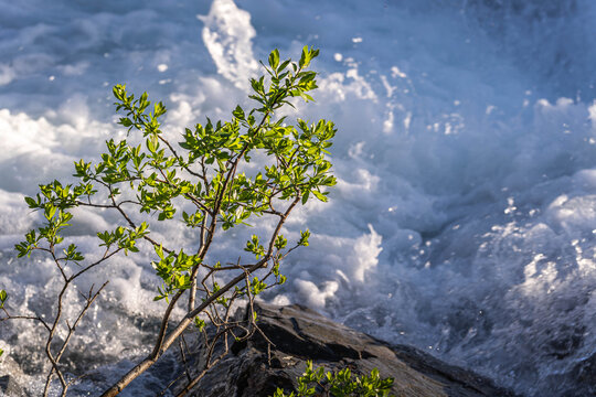 Fresh green plant growing on rocks against powerful foaming river rapids