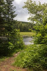 Fototapeta premium Lush green vegetation at Park Lake Canoe launch site near Algonquin Park Ontario on a cloudy summer day