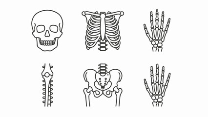 Obraz premium Human Skeleton Parts - Skull, Ribs, Hands, Pelvis, Spine