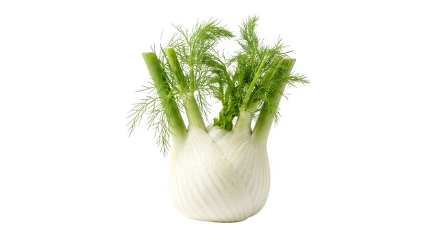 Fresh fennel bulb with green fronds on white background, organic raw fennel vegetable, studio shot of whole finocchio for culinary design