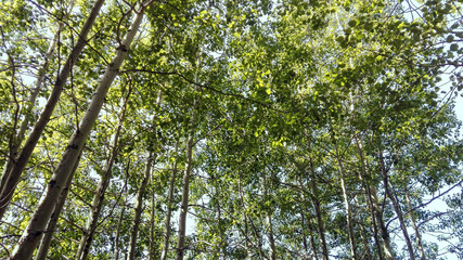 Fototapeta premium Looking Up Through a Sunlit Aspen Forest Canopy on a Summer Morning, Italy, Europe