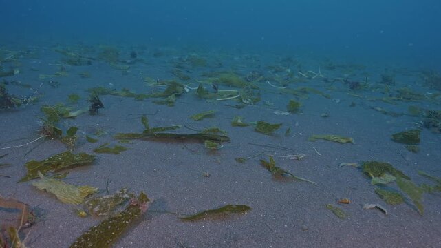 Numerous fragments of kelp on seabed after storm.