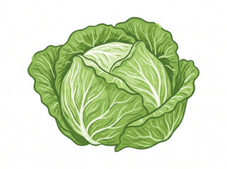 Obraz premium Fresh green cabbage head vector illustration in hand drawn style