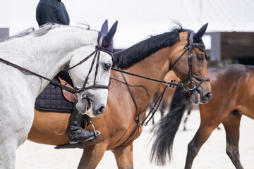 Obraz premium Sport Horses Warming Up Before Equestrian Competition