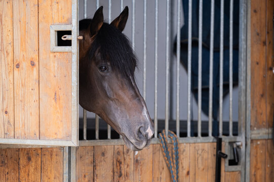 Dark Bay Horse Peeking Out from Stable Stall Door
