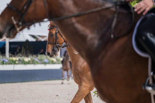 Chestnut Dressage Horse Framed Between Riders During Warm-Up Arena