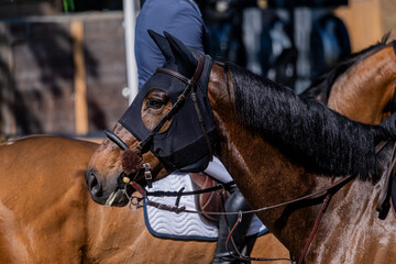 Obraz premium Bay Sport Horse Wearing Fly Mask During Show Jumping Warm-Up