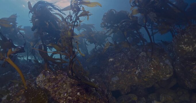 Patch of sea palms on shallow reef in surge.