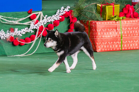 A Siberian Husky dog runs on a vibrant green stage during a Christmas-themed dog show The black and white dog, in motion, is positioned diagonally to the left, casting shadows on the floor Decorati