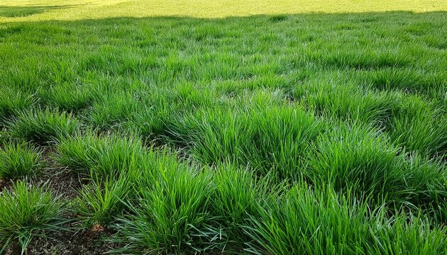 Green Grass Lawn Seamless Border Summer Background