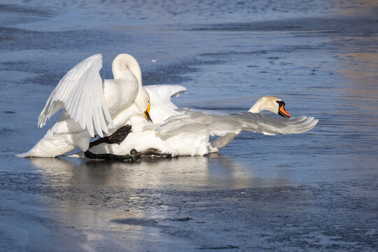 swan quarrel