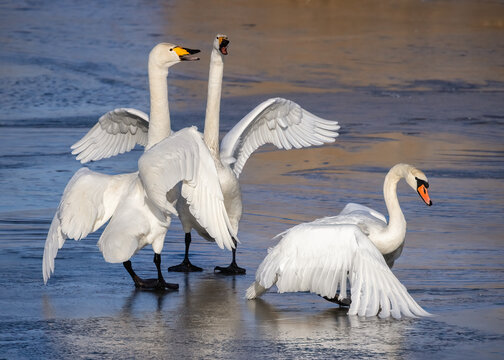 swan quarrel