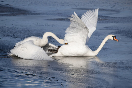 swan quarrel