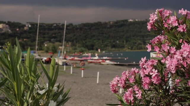 Beautiful pink oleander flowers blooming on a lake beach. People relaxing and exercising out of focus in the background, summer lifestyle concept