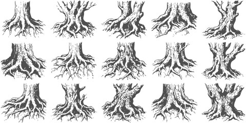 Set of hand drawn tree trunks and detailed roots in black and white sketch style for nature design projects © ZenVectors