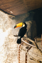 TUCAN © Ariana