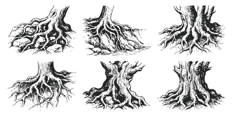 Set of hand drawn tree roots and trunks in black and white sketch style for nature and forest illustrations © ZenVectors